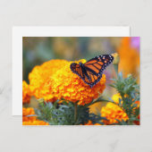 Monarch Butterfly Marigold Foto Briefkaart (Voorkant / Achterkant)