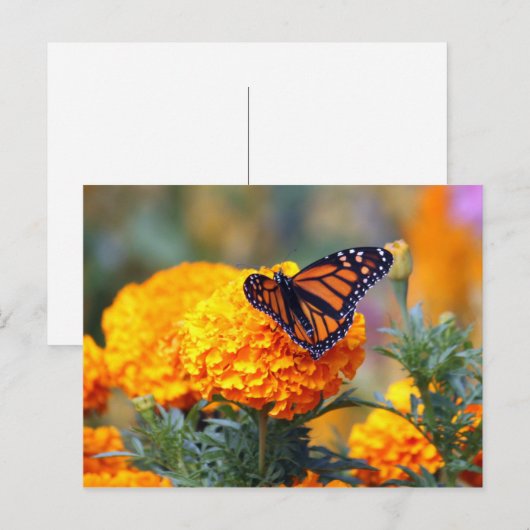 Monarch Butterfly Marigold Foto Briefkaart (Voorkant / Achterkant)
