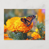 Monarch Butterfly Marigold Foto Briefkaart (Voorkant)