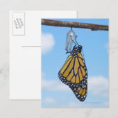 Monarch Butterfly, met Chrysalis Briefkaart (Voorkant / Achterkant)