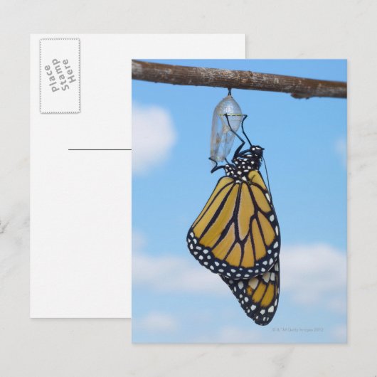 Monarch Butterfly, met Chrysalis Briefkaart (Voorkant / Achterkant)