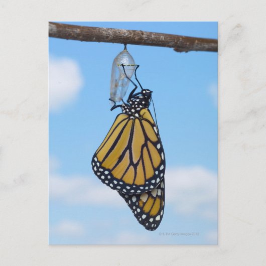 Monarch Butterfly, met Chrysalis Briefkaart (Voorkant)