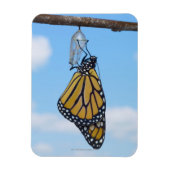 Monarch Butterfly, met Chrysalis Magneet (Verticaal)