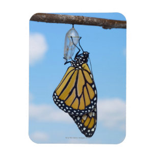 Monarch Butterfly, met Chrysalis Magneet