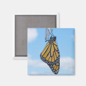 Monarch Butterfly, met Chrysalis Magneet (Voorkant / Achterkant)