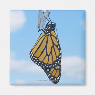 Monarch Butterfly, met Chrysalis Magneet