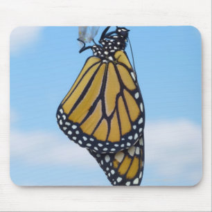 Monarch Butterfly, met Chrysalis Muismat