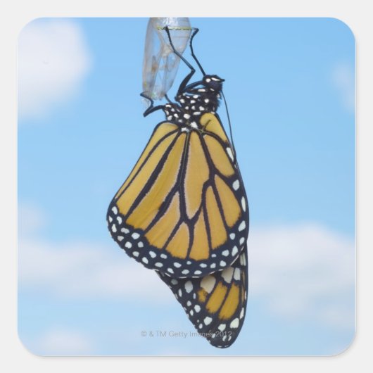 Monarch Butterfly, met Chrysalis Vierkante Sticker (Voorkant)