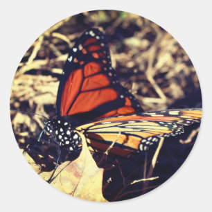 Monarch Butterfly Natuur Ronde Sticker