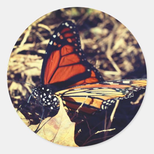 Monarch Butterfly Natuur Ronde Sticker (Voorkant)
