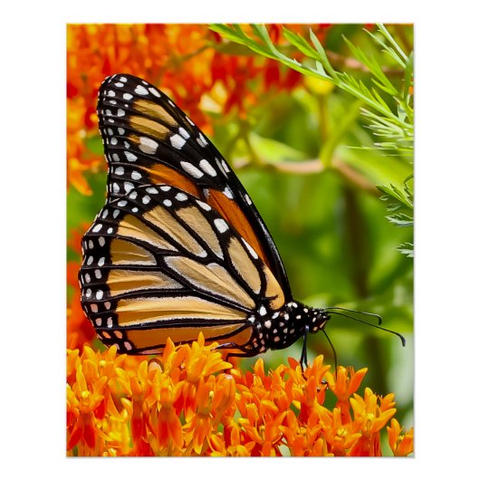 Monarch butterfly on butterfly bush perfect poster (Voorkant)