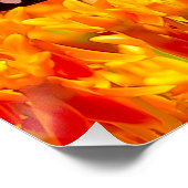 Monarch butterfly on butterfly bush perfect poster (Hoek)