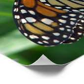 Monarch Butterfly on flower Poster (Hoek)