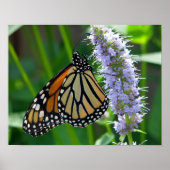 Monarch Butterfly on flower Poster (Voorkant)