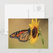 Monarch Butterfly on Sunflower Briefkaart (Voorkant / Achterkant)