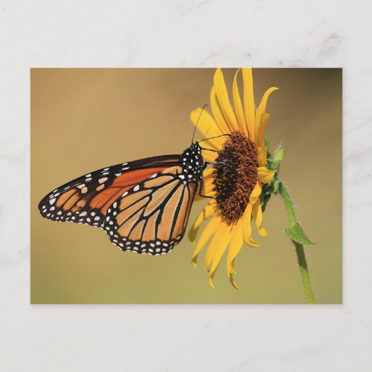 Monarch Butterfly on Sunflower Briefkaart (Voorkant)