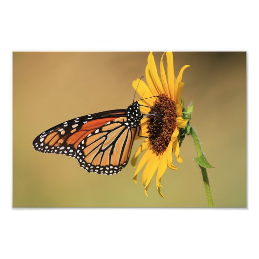 Monarch Butterfly on Sunflower Foto Afdruk (Voorkant)