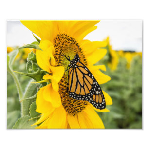 Monarch Butterfly on Sunflower Photography Print Foto Afdruk