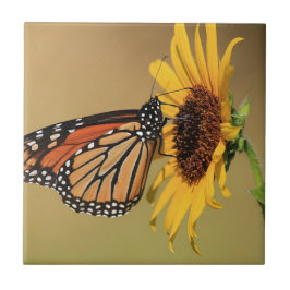 Monarch Butterfly on Sunflower Tegeltje