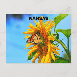 Monarch Butterfly on the Sunflower closeup Briefkaart