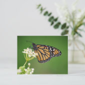 Monarch Butterfly on White Swamp Milkweed Flower Briefkaart (Staand voorkant)