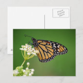 Monarch Butterfly on White Swamp Milkweed Flower Briefkaart (Voorkant / Achterkant)