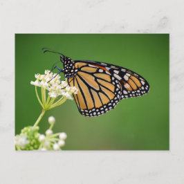 Monarch Butterfly on White Swamp Milkweed Flower Briefkaart