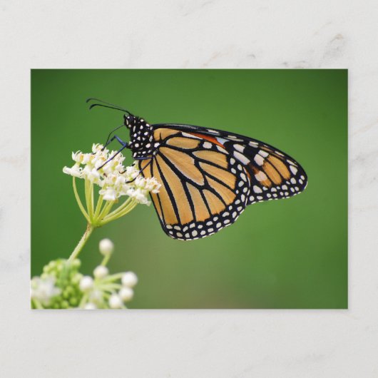 Monarch Butterfly on White Swamp Milkweed Flower Briefkaart (Voorkant)