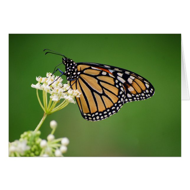 Monarch Butterfly on White Swamp Milkweed Flower C (Voorkant Horizontaal)