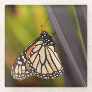 Monarch Butterfly op Agave Glazen Onderzetter