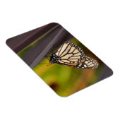 Monarch Butterfly op Agave Magneet (Rechterzijde)