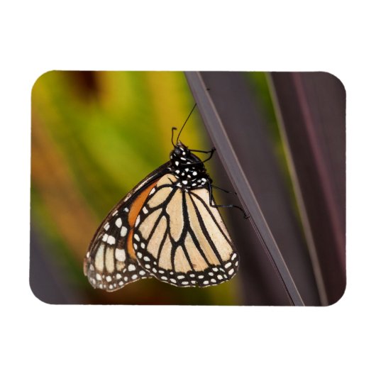 Monarch Butterfly op Agave Magneet (Horizontaal)