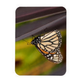 Monarch Butterfly op Agave Magneet (Verticaal)