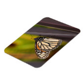 Monarch Butterfly op Agave Magneet (Linkerzijde)