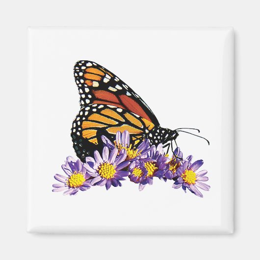 Monarch Butterfly op Aster Magneet (Voorkant)