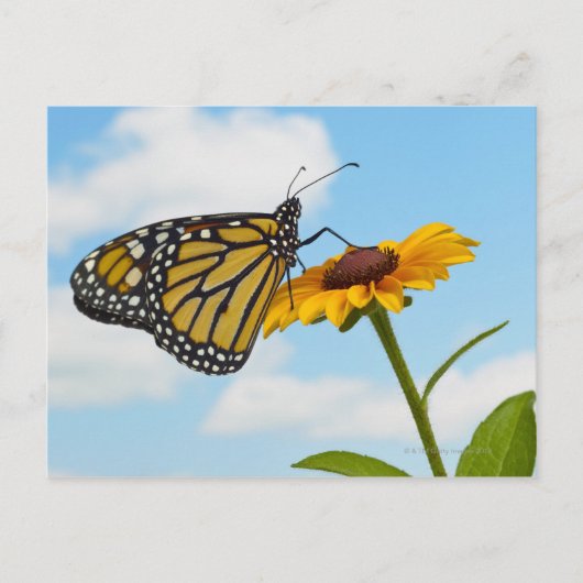 Monarch Butterfly op Black Eyed Susan Briefkaart (Voorkant)