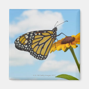 Monarch Butterfly op Black Eyed Susan Magneet
