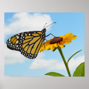 Monarch Butterfly op Black Eyed Susan Poster