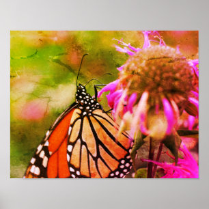 Monarch Butterfly op bloem noodlijdende kunst Poster