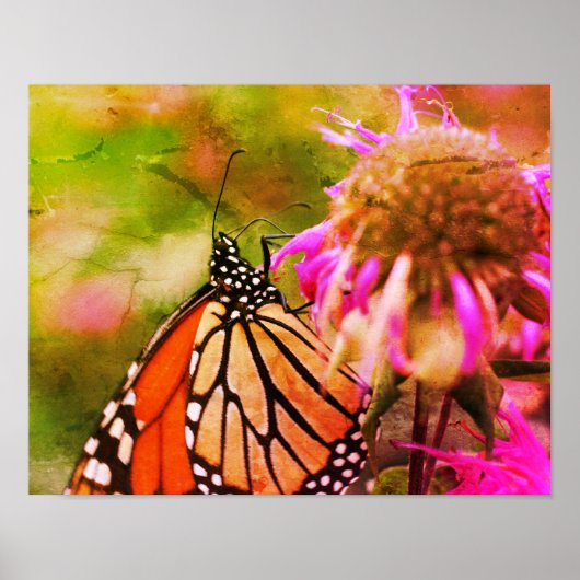 Monarch Butterfly op bloem noodlijdende kunst Poster (Voorkant)