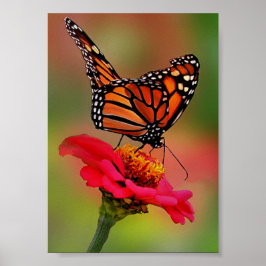 Monarch Butterfly op Bright Roze Zinnia Poster