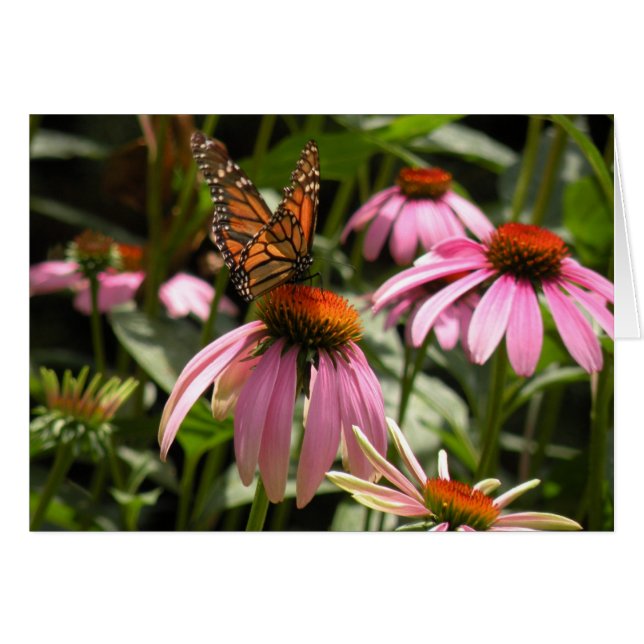 Monarch Butterfly op Coneflower (Voorkant Horizontaal)