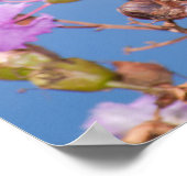 Monarch Butterfly op Crapmyrtle Poster (Hoek)