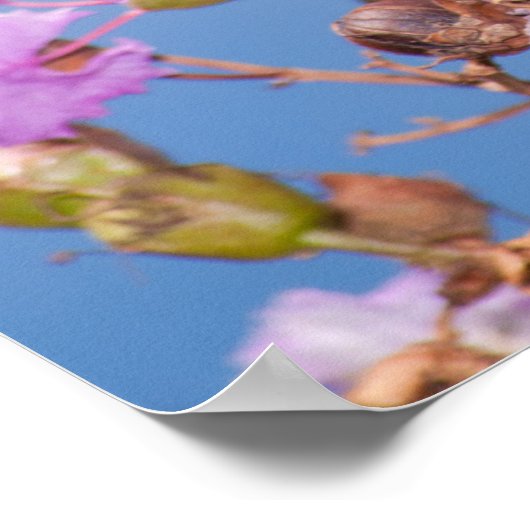 Monarch Butterfly op Crapmyrtle Poster (Hoek)