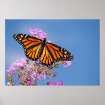 Monarch Butterfly op Crapmyrtle