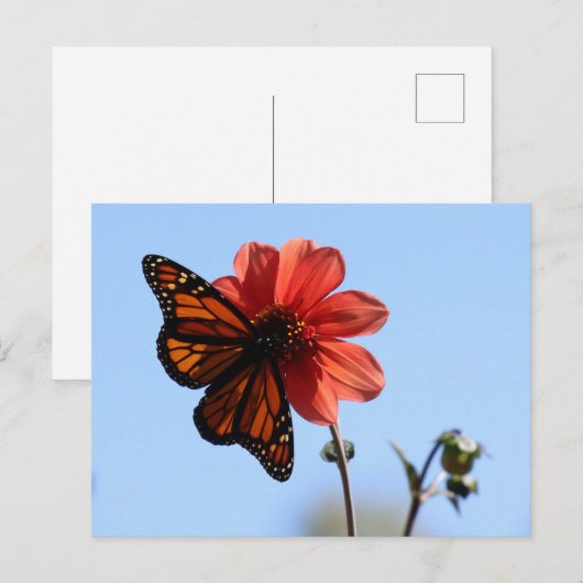 Monarch Butterfly op een Dahlia Blank Briefkaart (Voorkant / Achterkant)