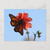 Monarch Butterfly op een Dahlia Blank Briefkaart (Voorkant)