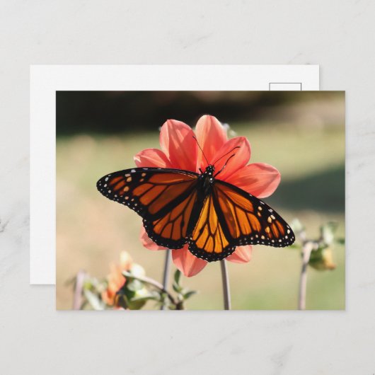 Monarch Butterfly op een Dahlia Blank Briefkaart (Voorkant / Achterkant)