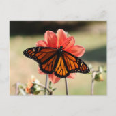 Monarch Butterfly op een Dahlia Blank Briefkaart (Voorkant)