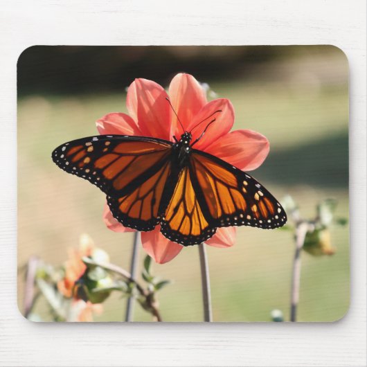 Monarch Butterfly op een Dahlia Muismat (Voorkant)